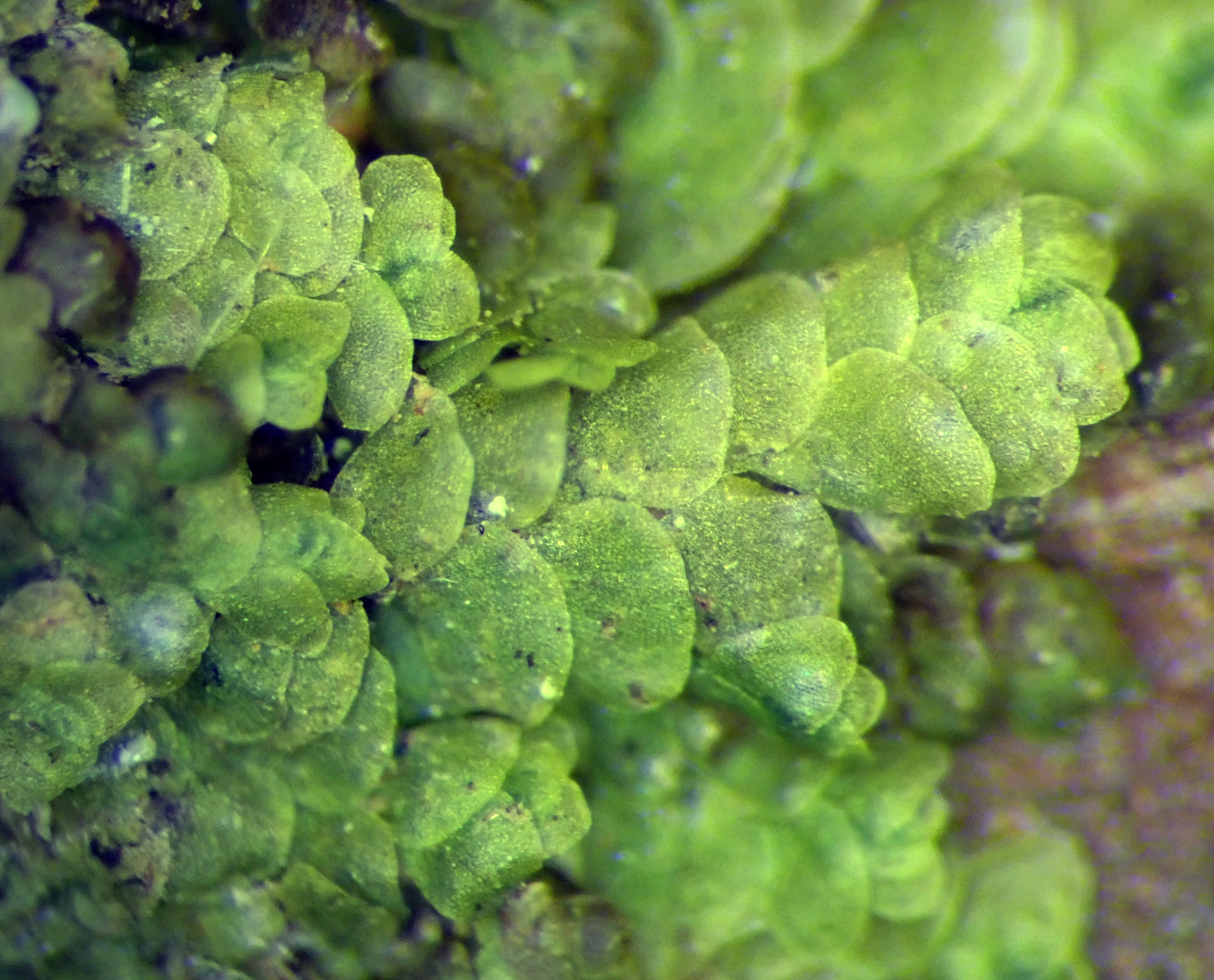 Lejeunea hodgsoniana
