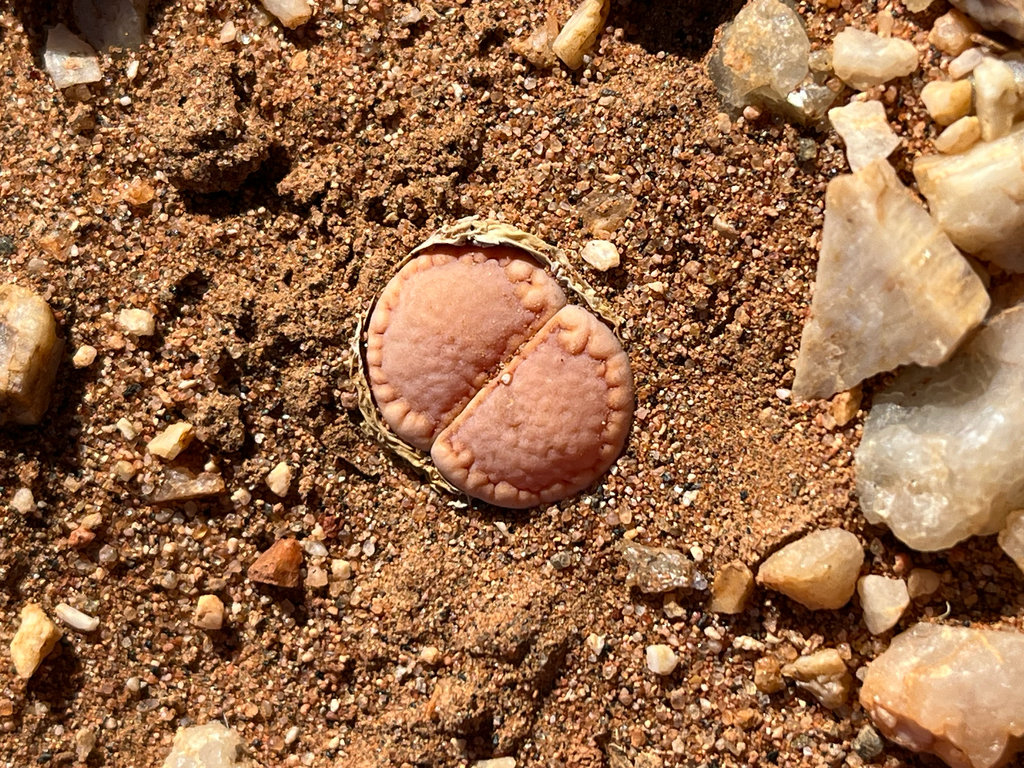 Lithops julii var. rouxii C217 70 km WSW of Warmbad, Namibia