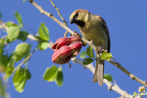 Plain-backed Sparrow