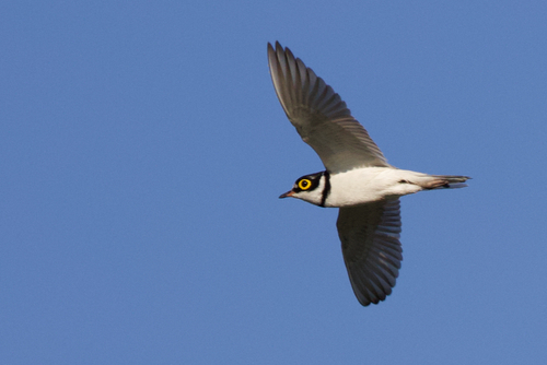 Little Ringed Plover