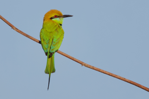 Asian Green Bee-eater