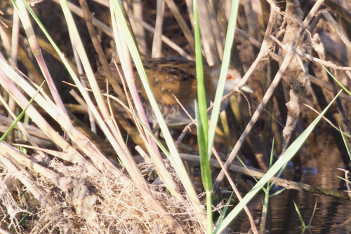 Baillon's Crake