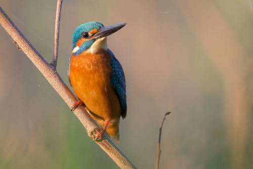 Common Kingfisher