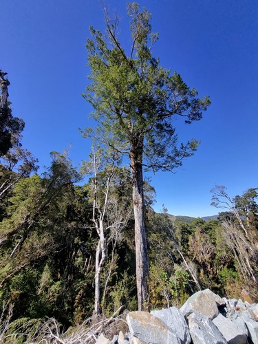 Nothofagus truncata observed 2026-02-15