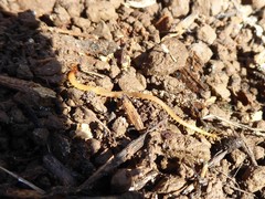 Dicellophilus limatus