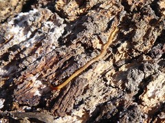 Dicellophilus limatus