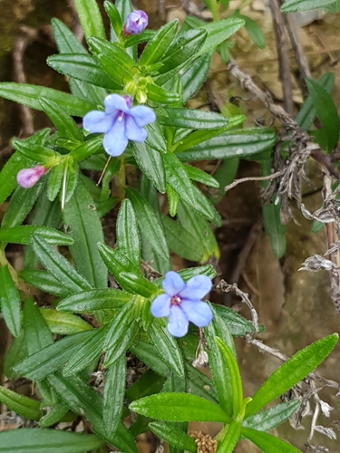 Glandora rosmarinifolia, photograph 5