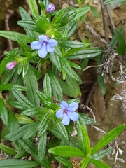 Glandora rosmarinifolia, photograph (c) Mehdi Chetibi, some rights reserved (CC BY)