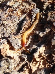 Dicellophilus limatus