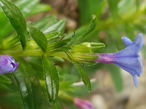 Glandora rosmarinifolia, photograph 6