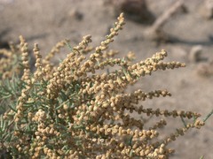 Halocnemum strobilaceum