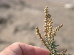 Halocnemum strobilaceum