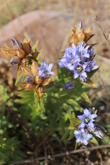 Gentiana spathacea