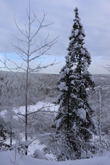 Siberian Fir (Abies sibirica)