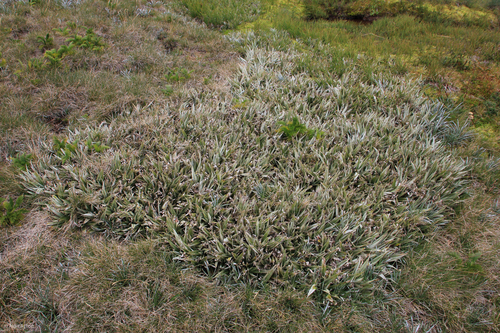 Astelia psychrocharis observed 2026-02-28
