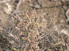 Halocnemum strobilaceum