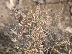 Halocnemum strobilaceum