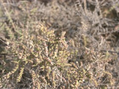 Halocnemum strobilaceum