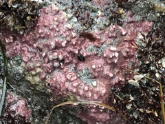 Lithothamnion phymatodeum