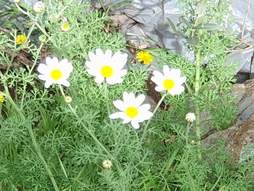 Anthemis punctata, photograph 1
