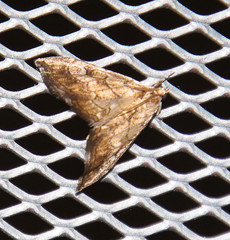 Evergestis rimosalis