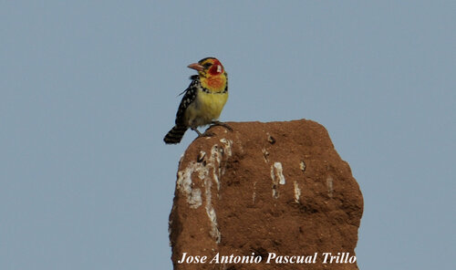 Red-and-yellow Barbet