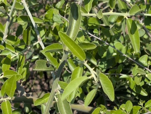 African Caper (Capparis tomentosa)