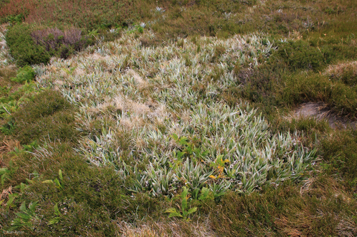 Astelia psychrocharis observed 2026-02-28