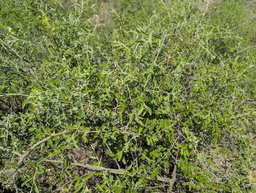 Capparis tomentosa, photograph 5