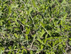 Capparis tomentosa, photograph (c) Shedron Mukhumo, some rights reserved (CC BY)