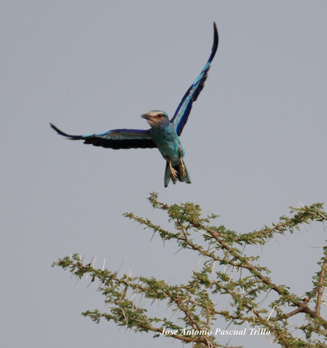 European Roller