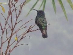Chalybura buffonii