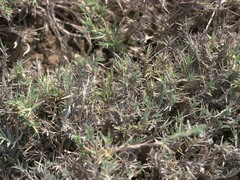 Aeluropus lagopoides