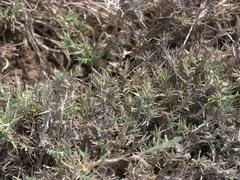 Aeluropus lagopoides