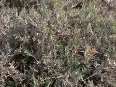 Aeluropus lagopoides