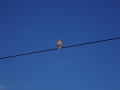 Buteo solitarius