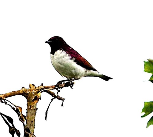 Violet-backed Starling (Cinnyricinclus leucogaster), photo 2