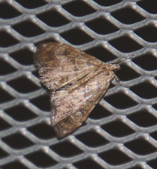 Evergestis rimosalis