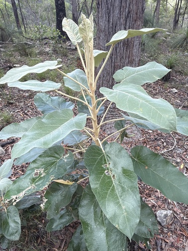 Astrotricha cordata (Astrotricha cordata)