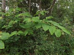 Reynoutria sachalinensis