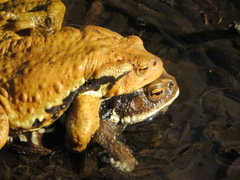Bufo formosus