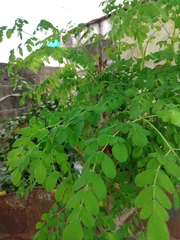Moringa oleifera