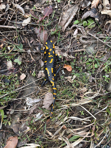 Fire Salamander