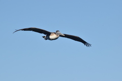 Pelecanus occidentalis