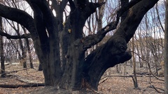Angophora floribunda