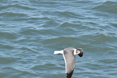 Leucophaeus atricilla