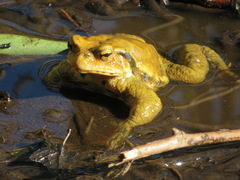 Bufo formosus