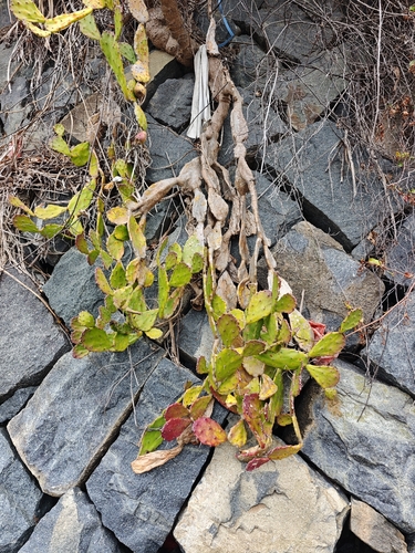 Drooping Pricklypear
