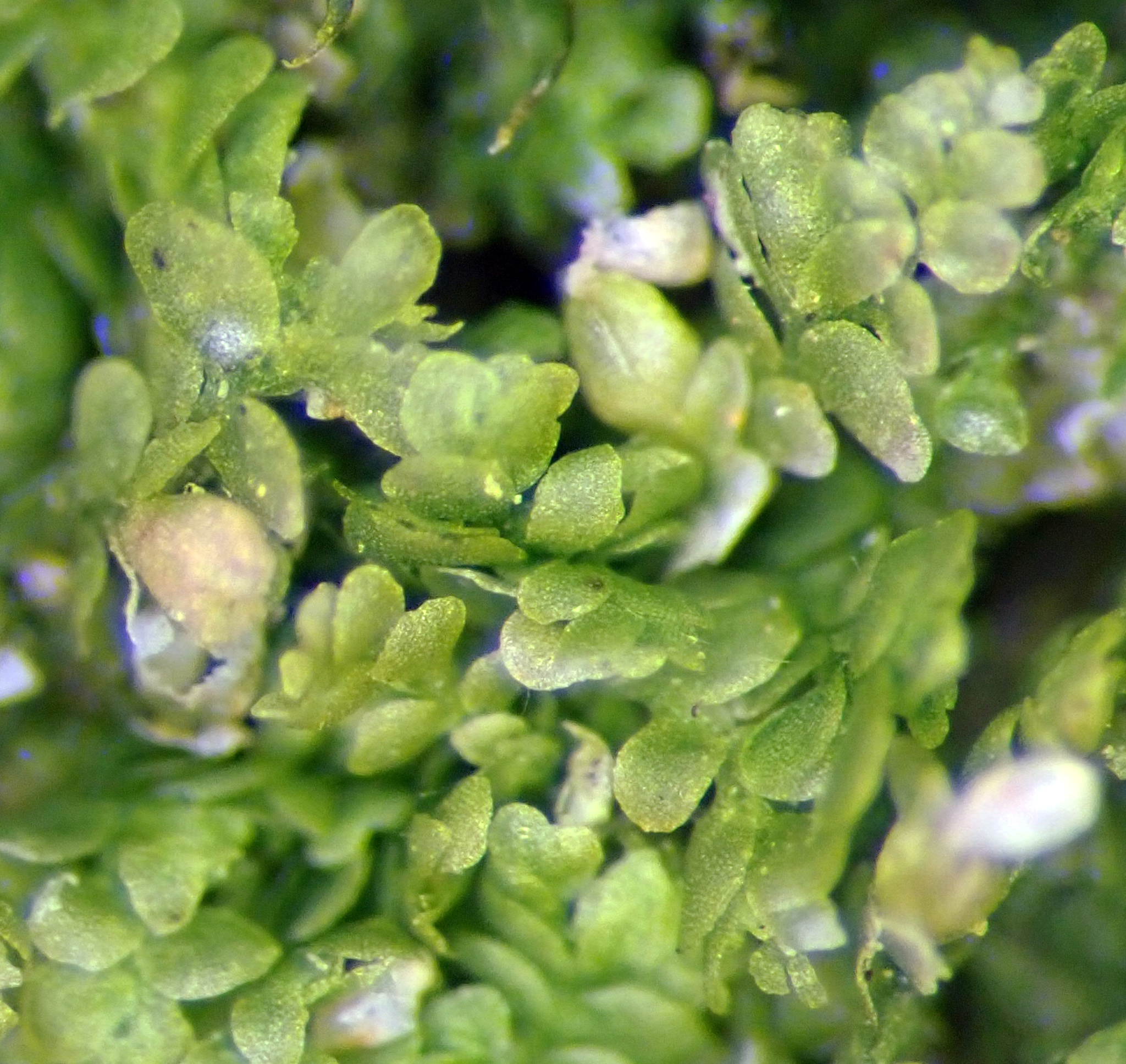 Lejeunea oracola