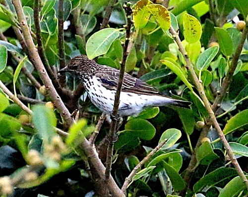 Violet-backed Starling